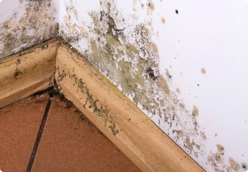 humedades en el Pisos Bajos 7 Manchas de humedad y moho en la esquina inferior de una pared interior en Segovia
